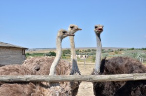 talking-ostriches